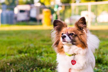 dog