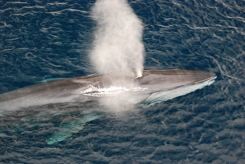 Fin Whale blowing water in the air