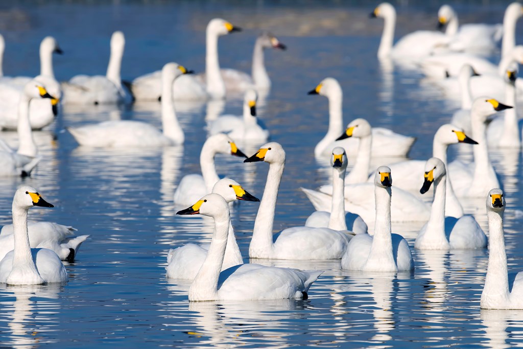 Flock of tundra swan in the water.