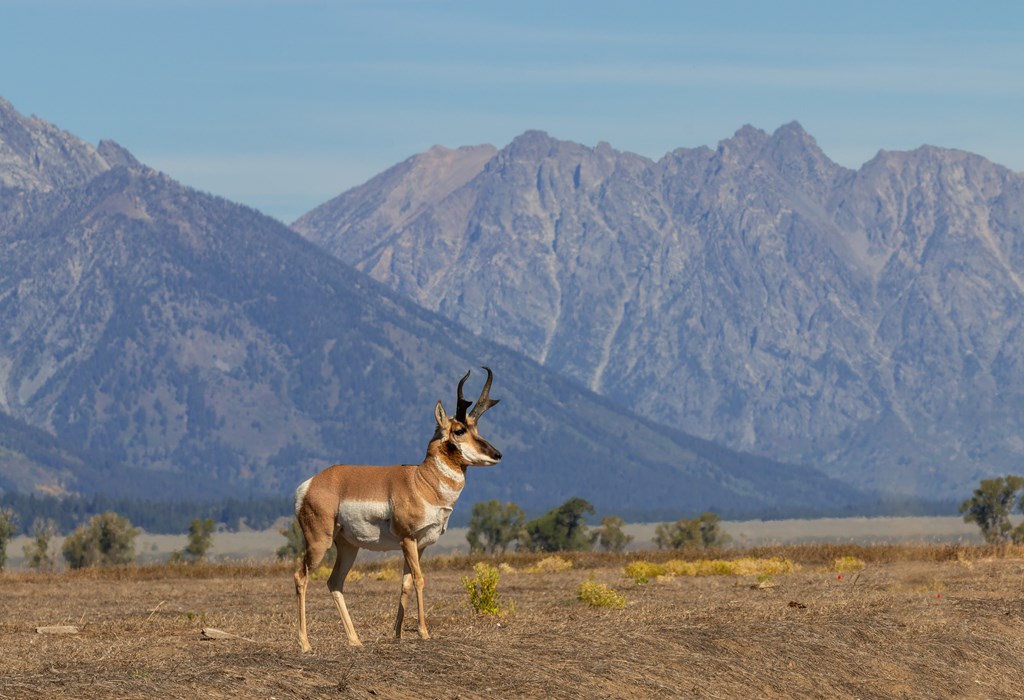 Pronghorn Antelope Buck at Grand Teton National Park in Autumn