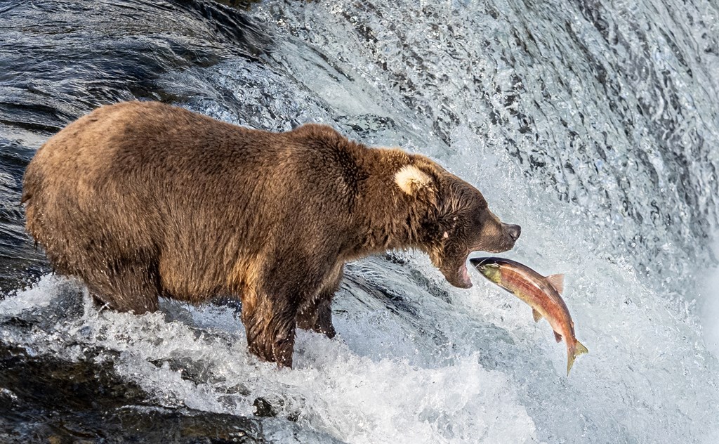 Grizzly Bear catching fish Katmai National Park