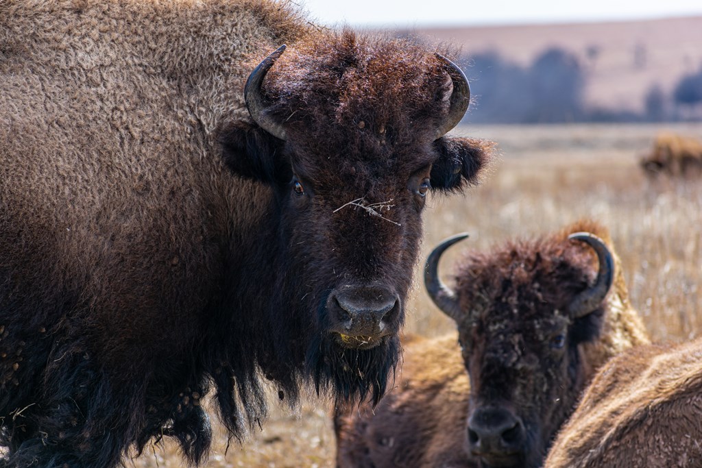 Bison grazing at the Joseph H Williams Tallgrass Prairie Preserve.