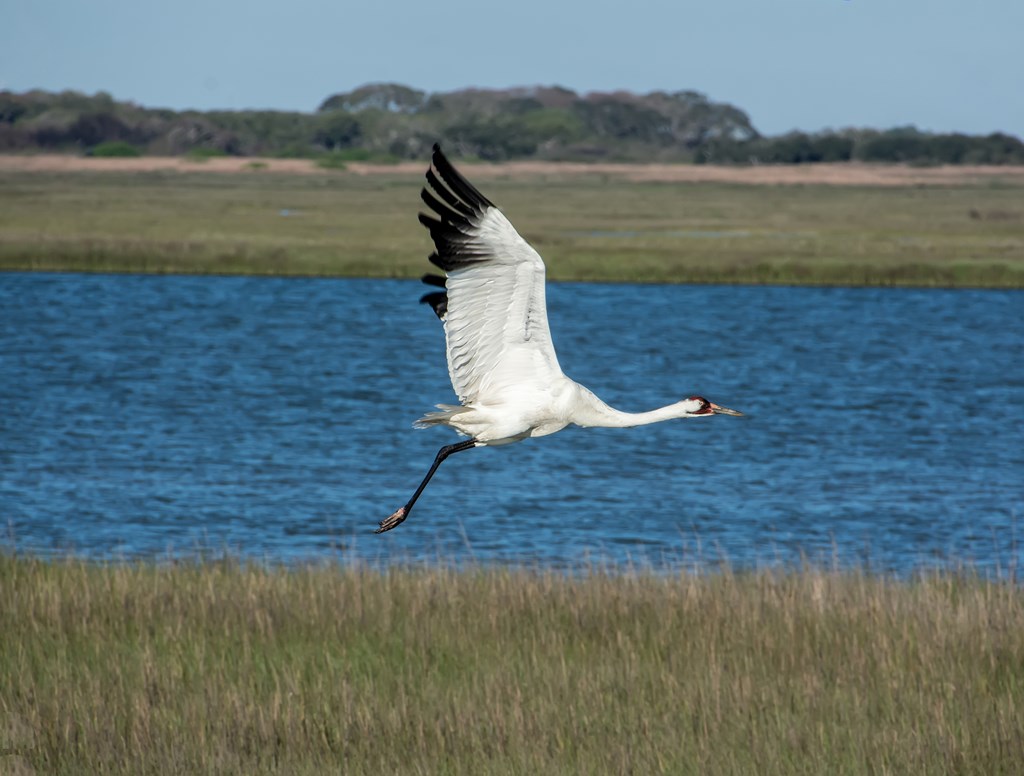 Whooping crane mid flight in a field at Aransas National Wildlife Refuge, Texas