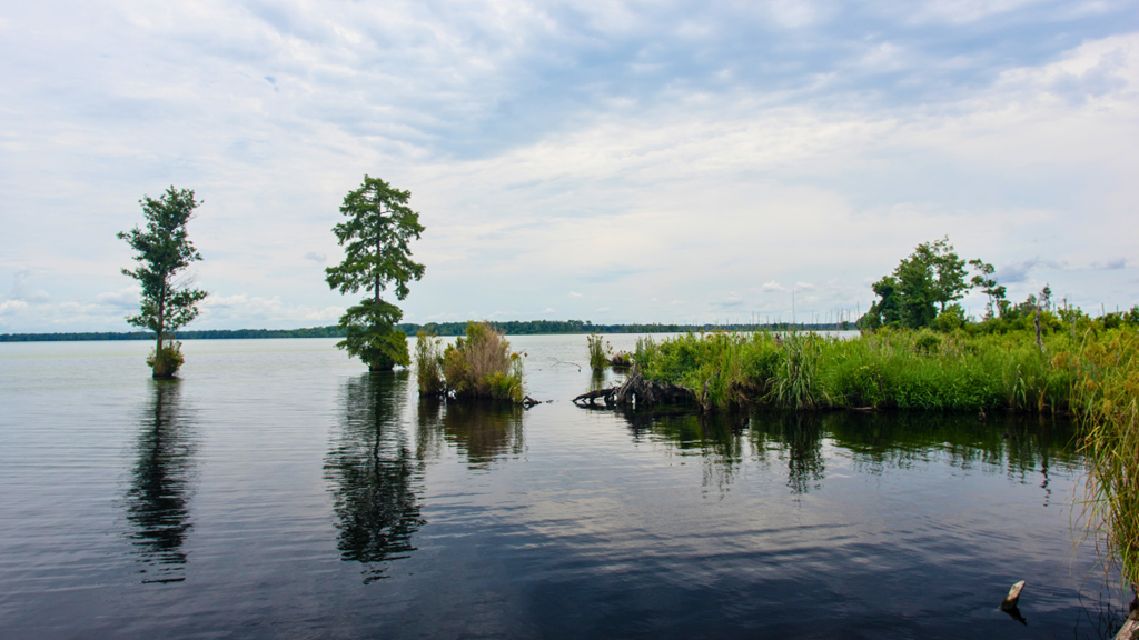 View of Lake Drummond Great Dismal Swamp in the summer on an overcast day, near Chesapeake, Virginia