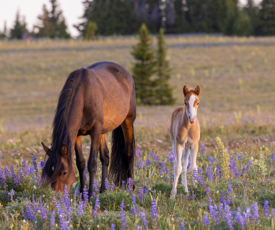 Wild Horse Mare and Foal in Summer in the Pryor Mountains Montana